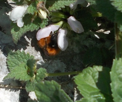 Bombus cfr pascuorum